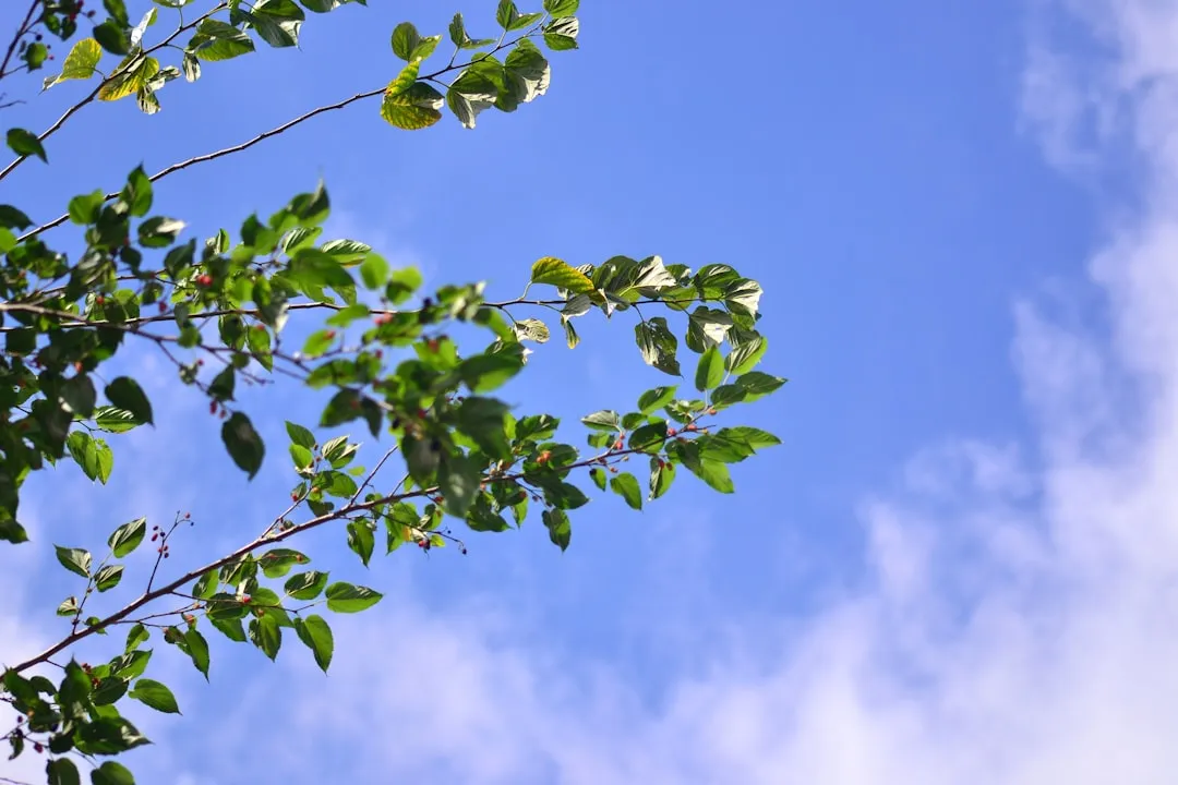 重庆春艺思制冷：商用冰柜定期保养与制冷剂补充方案解析